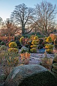 THE LASKETT GARDEN, HEREFORDSHIRE: WINTER, FROST, JANUARY, VIEW OF THE SERPENTINE WALK, KING HOLLIES, CLIPPED TOPIARY YEW, HEDGES, HEDGING, WILD GARDEN