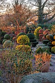 THE LASKETT GARDEN, HEREFORDSHIRE: WINTER, FROST, JANUARY, VIEW OF THE SERPENTINE WALK, KING HOLLIES, CLIPPED TOPIARY YEW, HEDGES, HEDGING, WILD GARDEN