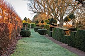 THE LASKETT GARDEN, HEREFORDSHIRE: WINTER, FROST, JANUARY, THE ELIZABETH TUDOR WALK, YEW TOPIARY, LAWN, HEDGES, HEDGING, TREES