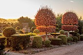 THE LASKETT GARDEN, HEREFORDSHIRE: WINTER, FROST, JANUARY, CLIPPED TOPIARY BESIDE THE MAIN DRIVE, CLIPPED BEECH, WALL, SUNRISE