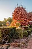THE LASKETT GARDEN, HEREFORDSHIRE: WINTER, FROST, JANUARY, CLIPPED TOPIARY BESIDE THE MAIN DRIVE, CLIPPED BEECH, WALL, SUNRISE