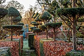 THE LASKETT GARDEN, HEREFORDSHIRE: WINTER, FROST, JANUARY, CHESS PIECE STYLE YEW TOPIARY, CHRISTMAS ORCHARD, HEDGES, HEDGING