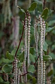 THE LASKETT GARDEN, HEREFORDSHIRE: WINTER, FROST, JANUARY, TASSLES, FLOWERS OF GARRYA ELLIPTICA, SILK TASSLE BUSH, CLIMBERS, SHRUBS