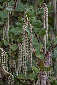 THE LASKETT GARDEN, HEREFORDSHIRE: WINTER, FROST, JANUARY, TASSLES, FLOWERS OF GARRYA ELLIPTICA, SILK TASSLE BUSH, CLIMBERS, SHRUBS