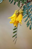 THE LASKETT GARDEN, HEREFORDSHIRE: WINTER, FROST, JANUARY, YELLOW FLOWERS OF SOPHORA MICROPHYLLA, EVERGREEN, FLOWERING, SHRUBS