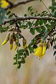 THE LASKETT GARDEN, HEREFORDSHIRE: WINTER, FROST, JANUARY, YELLOW FLOWERS OF SOPHORA MICROPHYLLA, EVERGREEN, FLOWERING, SHRUBS