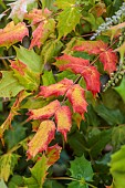 THE LASKETT GARDEN, HEREFORDSHIRE: WINTER, FROST, JANUARY, RED LEAVES, FOLIAGE OF MAHONIA JAPONICA, SHRUBS
