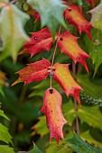 THE LASKETT GARDEN, HEREFORDSHIRE: WINTER, FROST, JANUARY, RED LEAVES, FOLIAGE OF MAHONIA JAPONICA, SHRUBS