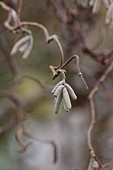 THE LASKETT GARDEN, HEREFORDSHIRE: WINTER, FROST, JANUARY, FLOWERING, CATKINS OF CONTORTED HAZEL, CORYLUS AVELLANA CONTORTA, COMMON HAZEL, BRANCHES, CORKSCREW HAZEL