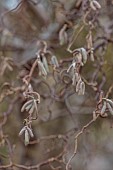 THE LASKETT GARDEN, HEREFORDSHIRE: WINTER, FROST, JANUARY, FLOWERING, CATKINS OF CONTORTED HAZEL, CORYLUS AVELLANA CONTORTA, COMMON HAZEL, BRANCHES, CORKSCREW HAZEL