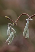 THE LASKETT GARDEN, HEREFORDSHIRE: WINTER, FROST, JANUARY, FLOWERING, CATKINS OF CONTORTED HAZEL, CORYLUS AVELLANA CONTORTA, COMMON HAZEL, BRANCHES, CORKSCREW HAZEL