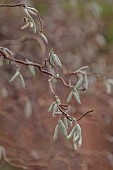 THE LASKETT GARDEN, HEREFORDSHIRE: WINTER, FROST, JANUARY, FLOWERING, CATKINS OF CONTORTED HAZEL, CORYLUS AVELLANA CONTORTA, COMMON HAZEL, BRANCHES, CORKSCREW HAZEL