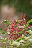 THE LASKETT GARDEN, HEREFORDSHIRE: WINTER, FROST, JANUARY, RED BERRIES, FRUITS OF NANDINA DOMESTICA, HEAVENLY BAMBOO, SACRED BAMBOO, SHRUBS