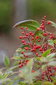 THE LASKETT GARDEN, HEREFORDSHIRE: WINTER, FROST, JANUARY, RED BERRIES, FRUITS OF NANDINA DOMESTICA, HEAVENLY BAMBOO, SACRED BAMBOO, SHRUBS