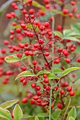 THE LASKETT GARDEN, HEREFORDSHIRE: WINTER, FROST, JANUARY, RED BERRIES, FRUITS OF NANDINA DOMESTICA, HEAVENLY BAMBOO, SACRED BAMBOO, SHRUBS