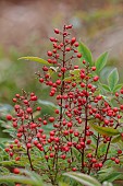 THE LASKETT GARDEN, HEREFORDSHIRE: WINTER, FROST, JANUARY, RED BERRIES, FRUITS OF NANDINA DOMESTICA, HEAVENLY BAMBOO, SACRED BAMBOO, SHRUBS