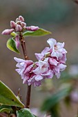 THE LASKETT GARDEN, HEREFORDSHIRE: WINTER, FROST, JANUARY, FLOWERS, BLOOMS OF DAPHNE BHOLUA JACQUELINE POSTILL, SHRUBS