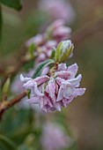 THE LASKETT GARDEN, HEREFORDSHIRE: WINTER, FROST, JANUARY, FLOWERS, BLOOMS OF DAPHNE BHOLUA JACQUELINE POSTILL, SHRUBS