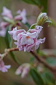 THE LASKETT GARDEN, HEREFORDSHIRE: WINTER, FROST, JANUARY, FLOWERS, BLOOMS OF DAPHNE BHOLUA JACQUELINE POSTILL, SHRUBS