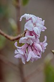 THE LASKETT GARDEN, HEREFORDSHIRE: WINTER, FROST, JANUARY, FLOWERS, BLOOMS OF DAPHNE BHOLUA JACQUELINE POSTILL, SHRUBS