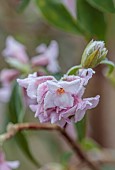 THE LASKETT GARDEN, HEREFORDSHIRE: WINTER, FROST, JANUARY, FLOWERS, BLOOMS OF DAPHNE BHOLUA JACQUELINE POSTILL, SHRUBS