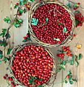 STILL LIFE OF HIPS AND HAWS IN BASKETS