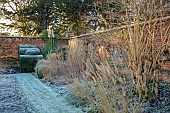HELMINGHAM HALL GARDENS, SUFFOLK: WINTER, FROST, JANUARY, THE WALLED GARDEN, CLIPPED TOPIARY YEWS, PATH, WALLS, GRASSES