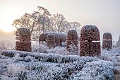 BROUGHTON GRANGE GARDENS, OXFORDSHIRE: WINTER, FROST, JANUARY, CLIPPED BEECH TOPIARY, FAGUS, SUNRISE