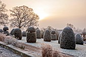 BROUGHTON GRANGE GARDENS, OXFORDSHIRE: WINTER, FROST, JANUARY, YEW TOPIARY, CLIPPED, TAXUS, GRASSES