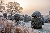 BROUGHTON GRANGE GARDENS, OXFORDSHIRE: WINTER, FROST, JANUARY, YEW TOPIARY, CLIPPED, TAXUS, GRASSES