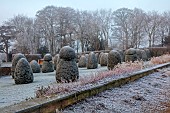 BROUGHTON GRANGE GARDENS, OXFORDSHIRE: WINTER, FROST, JANUARY, YEW TOPIARY, CLIPPED, TAXUS, GRASSES