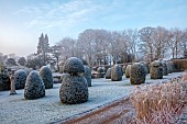 BROUGHTON GRANGE GARDENS, OXFORDSHIRE: WINTER, FROST, JANUARY, YEW TOPIARY, CLIPPED, TAXUS, GRASSES