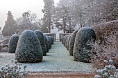 BROUGHTON GRANGE GARDENS, OXFORDSHIRE: WINTER, FROST, JANUARY, YEW TOPIARY, CLIPPED, TAXUS, AVENUE OF YEW