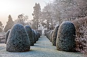 BROUGHTON GRANGE GARDENS, OXFORDSHIRE: WINTER, FROST, JANUARY, YEW TOPIARY, CLIPPED, TAXUS, AVENUE OF YEW