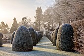 BROUGHTON GRANGE GARDENS, OXFORDSHIRE: WINTER, FROST, JANUARY, YEW TOPIARY, CLIPPED, TAXUS, AVENUE OF YEW