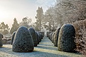 BROUGHTON GRANGE GARDENS, OXFORDSHIRE: WINTER, FROST, JANUARY, YEW TOPIARY, CLIPPED, TAXUS, AVENUE OF YEW