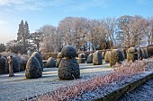 BROUGHTON GRANGE GARDENS, OXFORDSHIRE: WINTER, FROST, JANUARY, YEW TOPIARY, CLIPPED, TAXUS, GRASSES
