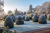 BROUGHTON GRANGE GARDENS, OXFORDSHIRE: WINTER, FROST, JANUARY, YEW TOPIARY, CLIPPED, TAXUS