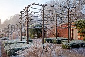 BROUGHTON GRANGE GARDENS, OXFORDSHIRE: WINTER, FROST, JANUARY, WALLED GARDEN, SARCOCOCCA CONFUSA, TILIA X EUROPAEA PALLIDA