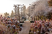 BROUGHTON GRANGE GARDENS, OXFORDSHIRE: WINTER, FROST, JANUARY, WALLED GARDEN, SARCOCOCCA CONFUSA, TILIA X EUROPAEA PALLIDA, HYDRANGEA QUERCIFOLIA. PATH