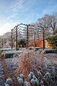 BROUGHTON GRANGE GARDENS, OXFORDSHIRE: WINTER, FROST, JANUARY, WALLED GARDEN, SARCOCOCCA CONFUSA, TILIA X EUROPAEA PALLIDA, EUPHORBIA, GRASSES