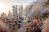 BROUGHTON GRANGE GARDENS, OXFORDSHIRE: WINTER, FROST, JANUARY, WALLED GARDEN, SARCOCOCCA CONFUSA, TILIA X EUROPAEA PALLIDA, HYDRANGEA QUERCIFOLIA. PATH