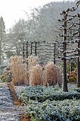 BROUGHTON GRANGE GARDENS, OXFORDSHIRE: WINTER, FROST, JANUARY, WALLED GARDEN, SARCOCOCCA CONFUSA, TILIA X EUROPAEA PALLIDA, GRASSES