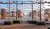 BROUGHTON GRANGE GARDENS, OXFORDSHIRE: WINTER, FROST, JANUARY, WALLED GARDEN, SARCOCOCCA CONFUSA, TILIA X EUROPAEA PALLIDA, CLIPPED, TOPIARY, BEECH, FAGUS SYLVATICA