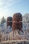 BROUGHTON GRANGE GARDENS, OXFORDSHIRE: WINTER, FROST, JANUARY, FAGUS SYLVATICA, CLIPPED, TOPIARY, BEECH