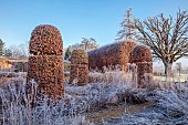 BROUGHTON GRANGE GARDENS, OXFORDSHIRE: WINTER, FROST, JANUARY, CLIPPED BEECH, FAGUS SYLVATICA, HORNBEAM ARCHED WALKWAY