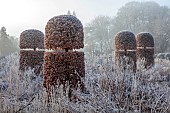 BROUGHTON GRANGE GARDENS, OXFORDSHIRE: WINTER, FROST, JANUARY, BEECH HEDGES, HEDGING, CLIPPED, TOPIARY, FAGUS SYLVATICA