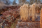 BROUGHTON GRANGE GARDENS, OXFORDSHIRE: WINTER, FROST, JANUARY, GRASSES, EUPHORBIA, HYDRANGEA QUERCIFOLIA
