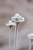 BROUGHTON GRANGE GARDENS, OXFORDSHIRE: WINTER, FROST, JANUARY, FROSTY SEED HEADS OF ECHINACEA PURPUREA RUBINGLOW. PERENNIALS