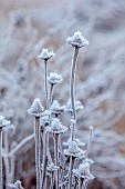 BROUGHTON GRANGE GARDENS, OXFORDSHIRE: WINTER, FROST, JANUARY, FROSTY SEED HEADS OF ECHINACEA PURPUREA RUBINGLOW. PERENNIALS
